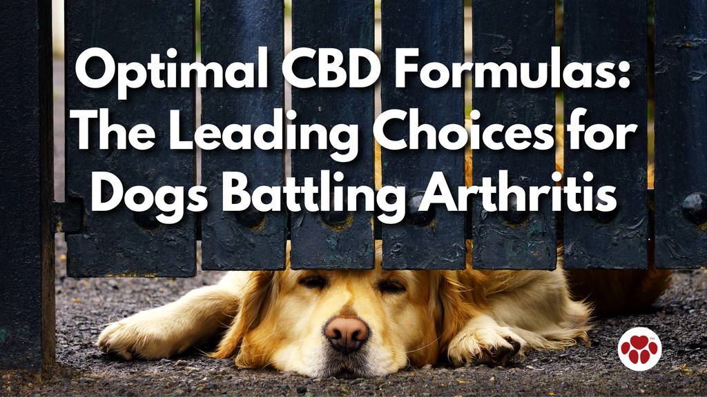 Optimal CBD Formulas The Leading Choices for Dogs Battling Arthritis
