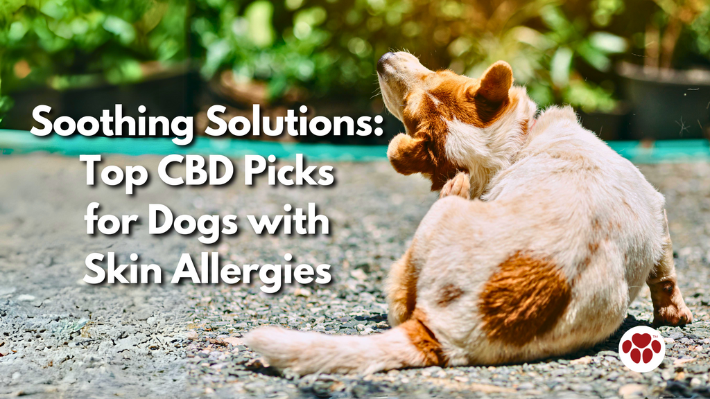 Top CBD Picks for Dogs with Skin Allergies