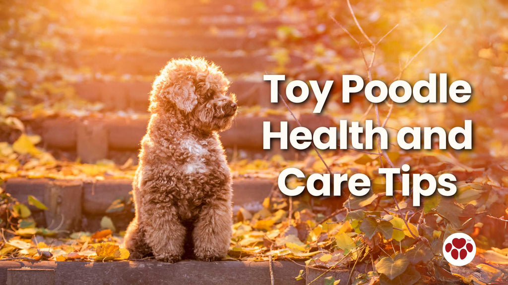 Toy Poodle Health and Care Tips