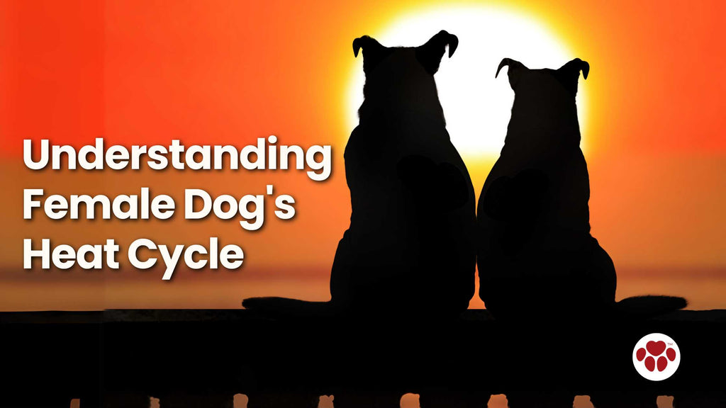 Understanding  Female Dog's  Heat Cycle