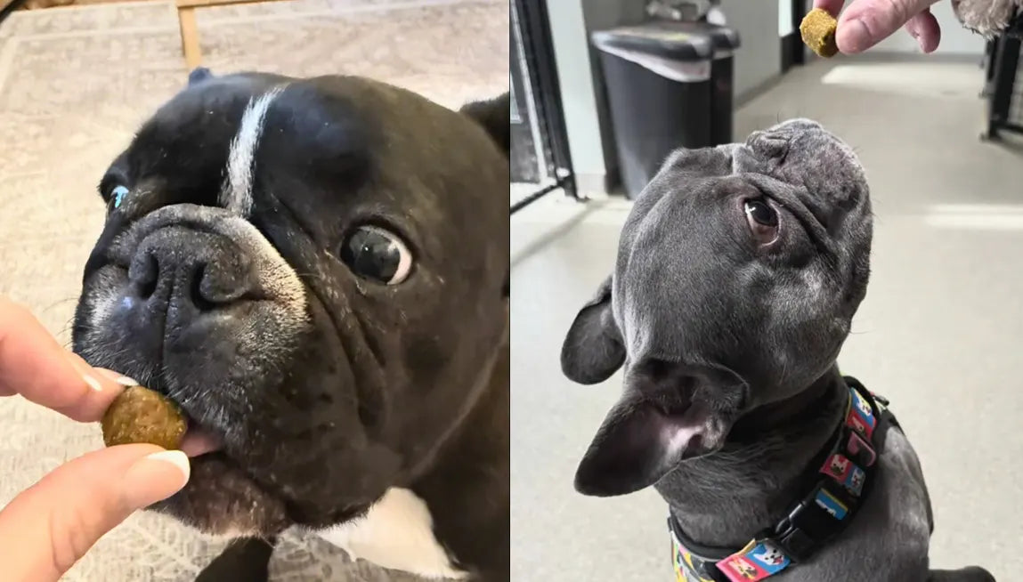 Effective Solutions for Dogs with Seizures