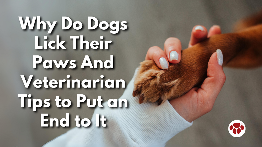 Why Do Dogs Lick Their Paws And Veterinarian Tips to Put an End to It