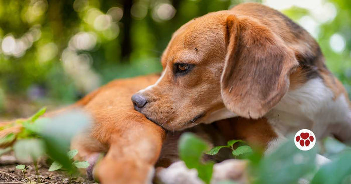 Dog with dairy allergies surrounded by flowers