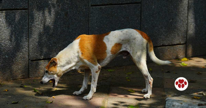 A dog vomiting white foam