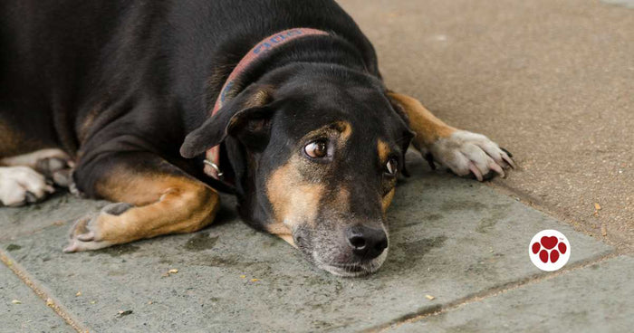 How CBD Helps Support Pet's Digestive Health