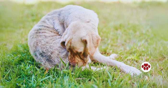 Home remedies for dog yeast infection