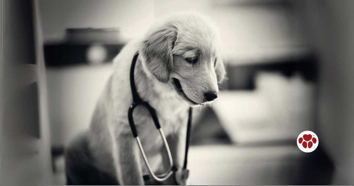 a sick dog on vet clinic