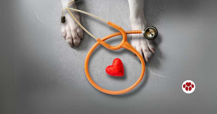 CBD for dogs with heart disease