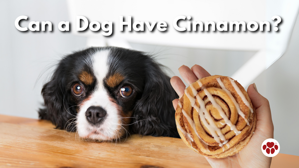 a cinnamon bread given to a dog