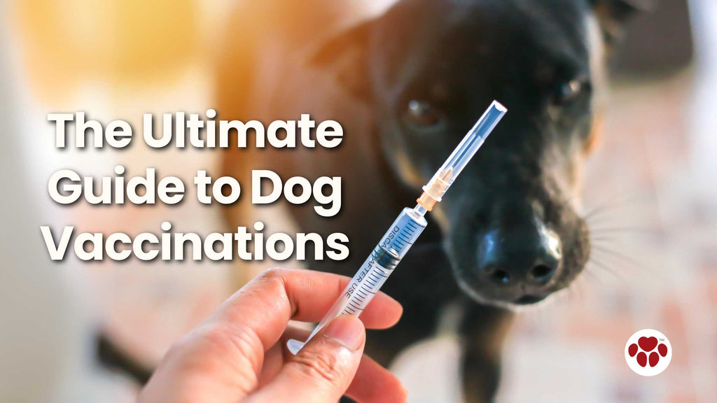 a dog given vaccine