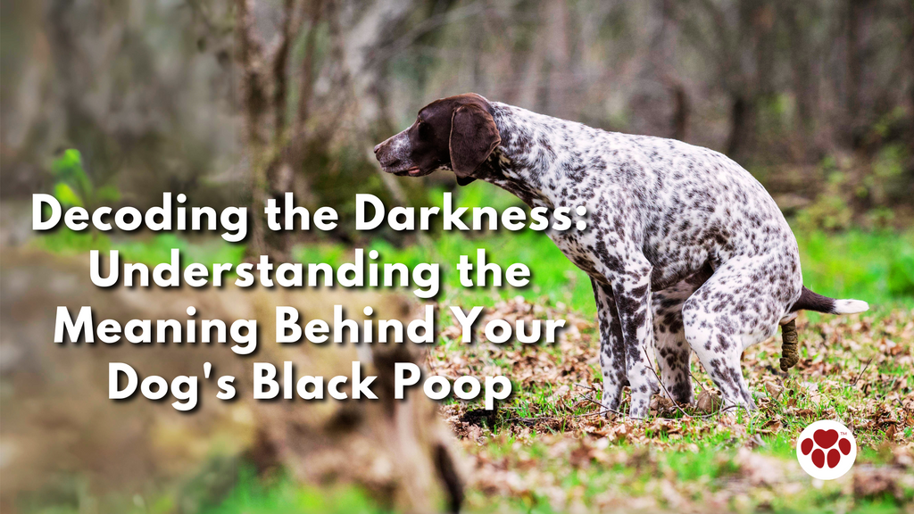 Understanding the Meaning Behind Your Dog's Black Poop