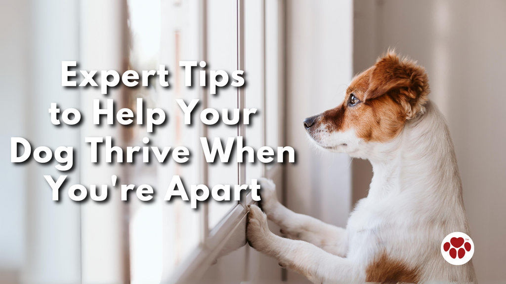 Expert Tips to Help Your Dog Thrive When You're Apart