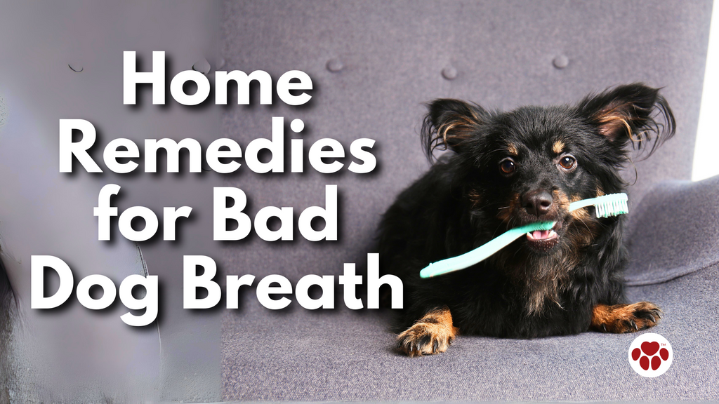 a dog with bad breath