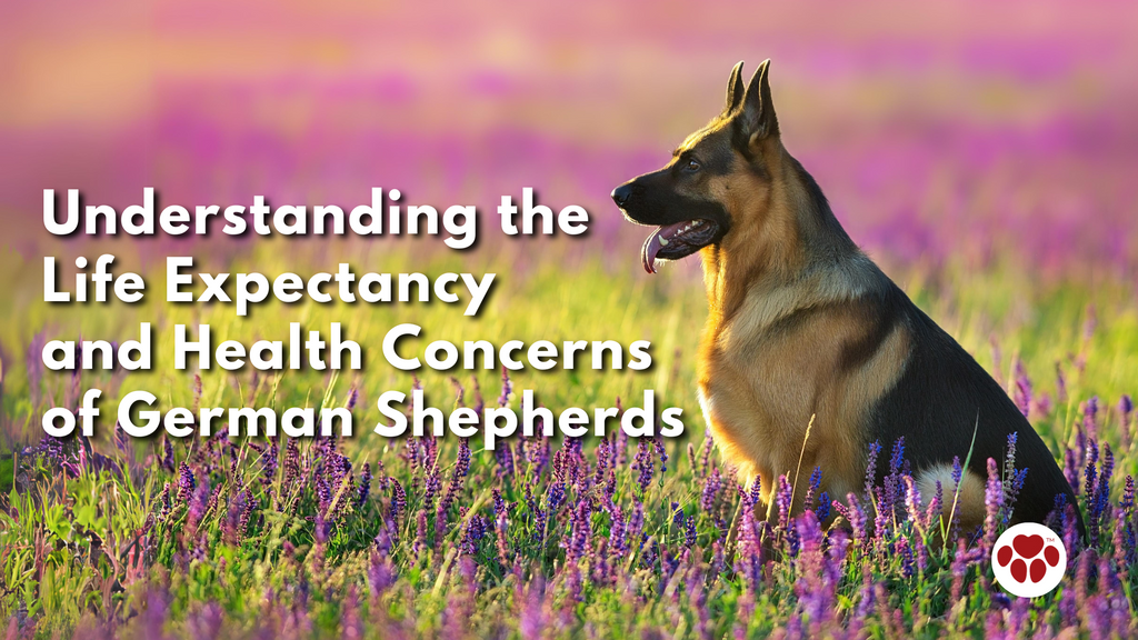 Understanding the Life Expectancy and Health Concerns of German Shepherds