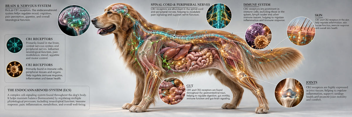 How Does CBD Affect the Canine Endocannabinoid System?