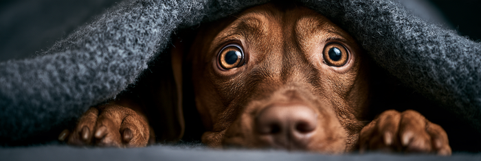 How Chronic Stress Affects a Dog's Body