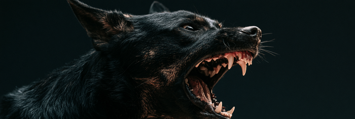 Is My Dog Anxious or Aggressive?
