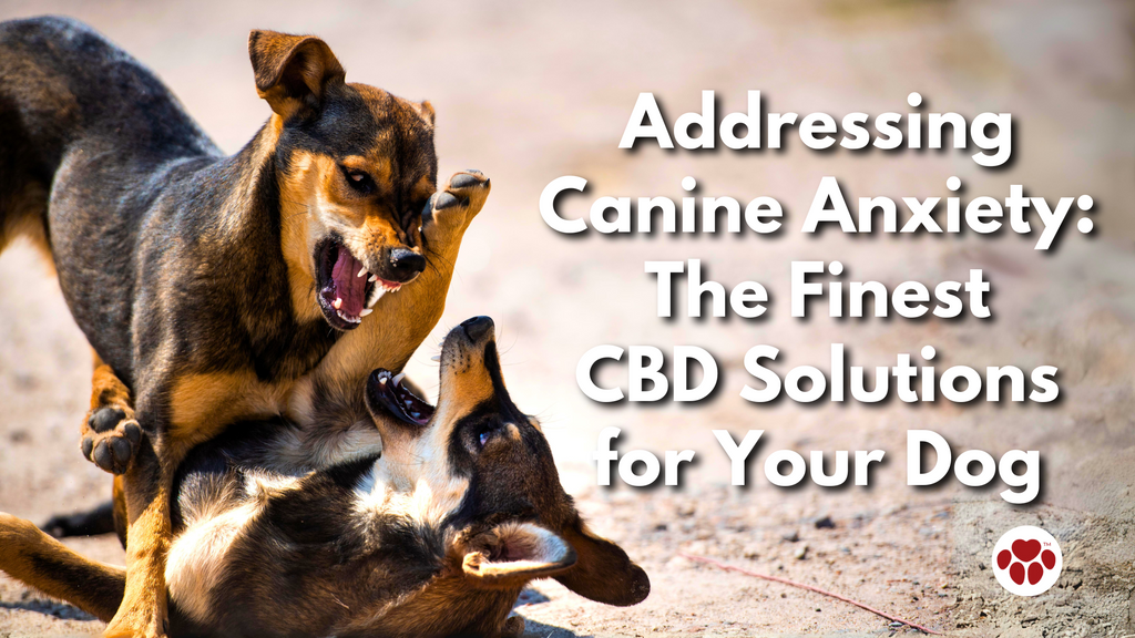 Addressing  Canine Anxiety:  The Finest  CBD Solutions  for Your Dog