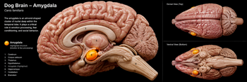 What Happens in a Dog's Brain When They're Anxious?