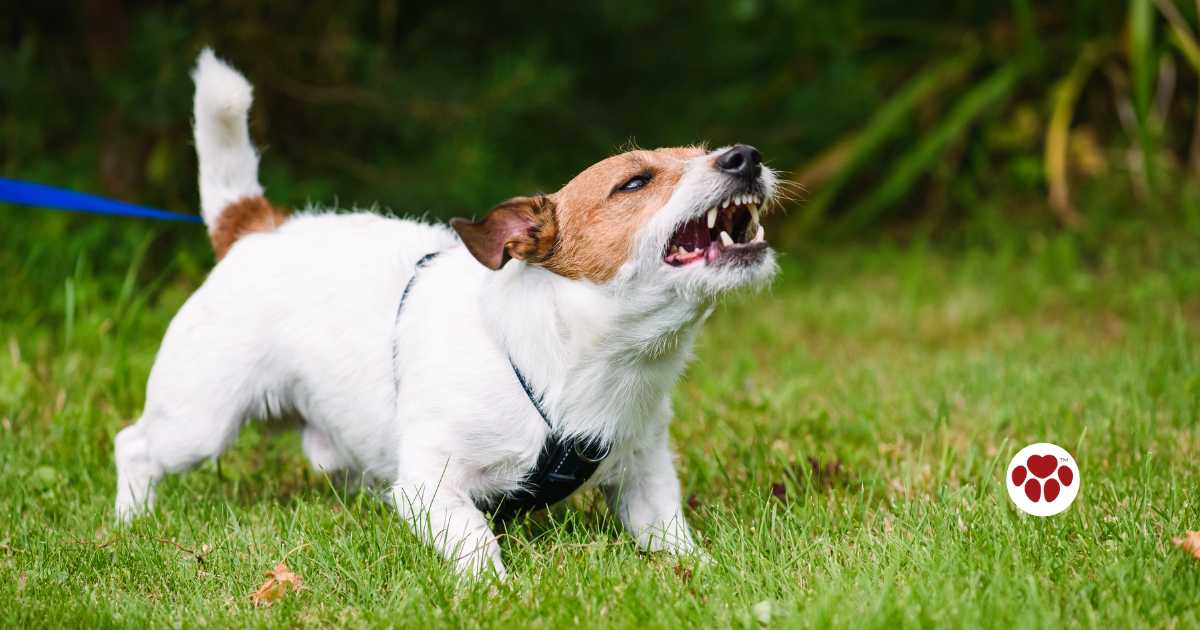 CBD  has been shown to have calming effects on dogs and helps reduce aggressive behavior