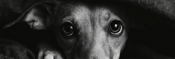 10 Best Calming Aids for Dogs