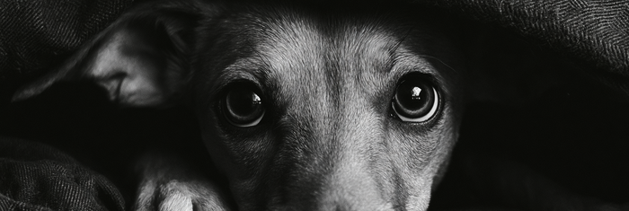 10 Best Calming Aids for Dogs