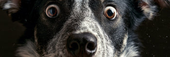 Can Trauma Cause Anxiety in Dogs?