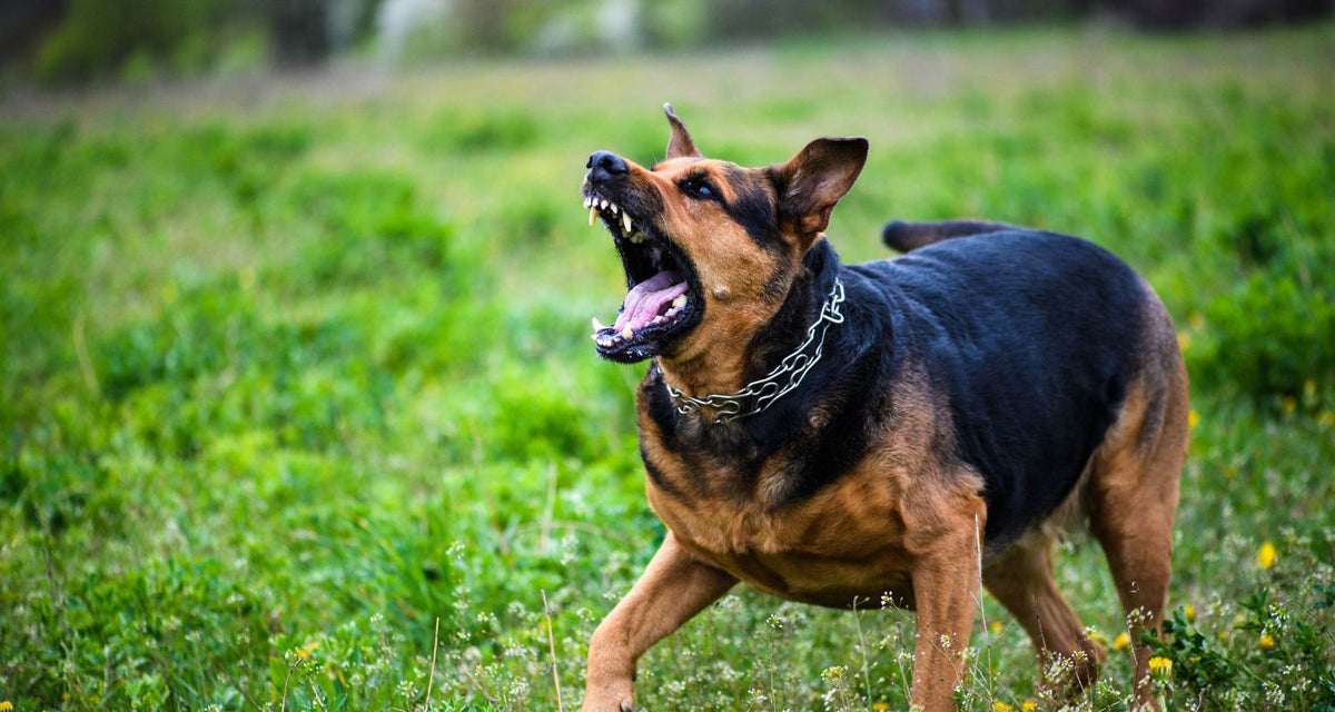 Managing Dog Anxiety: Why It Happens and How CBD Can Help
