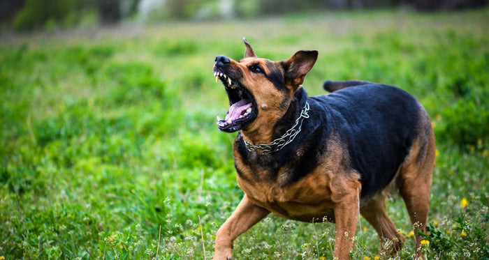 Managing Dog Anxiety: Why It Happens and How CBD Can Help