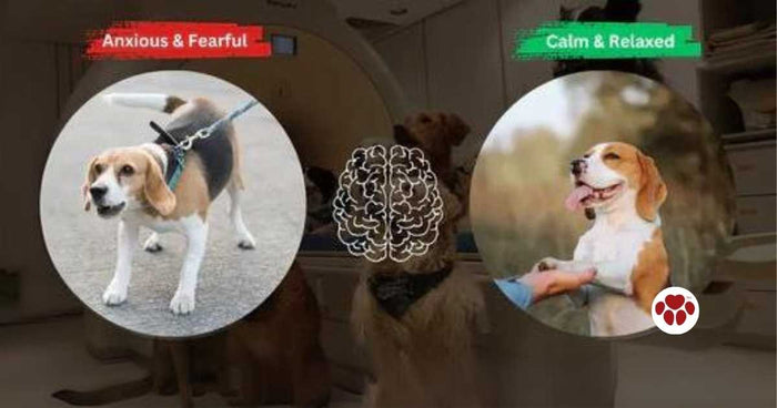Anxious dogs have different brains