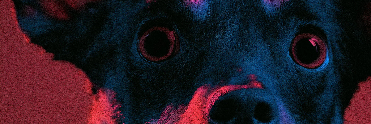 Why Anxious Dogs Struggle to Learn