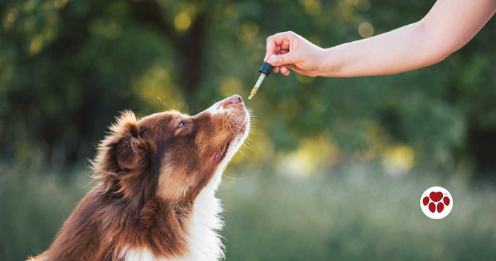 Application of CBD Oil in Pets