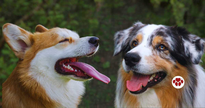 Two Australian Shepherd Corgi Mixes