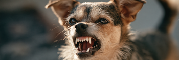 Why Does My Dog Bark at People? 