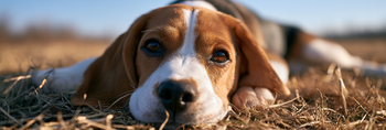 Beagle Life Span
