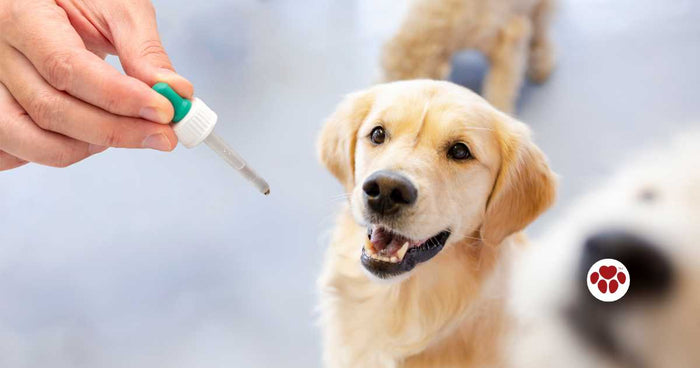 Benadryl, a well-known antihistamine used to treat a variety of symptoms in dogs, from allergic reactions to motion sickness