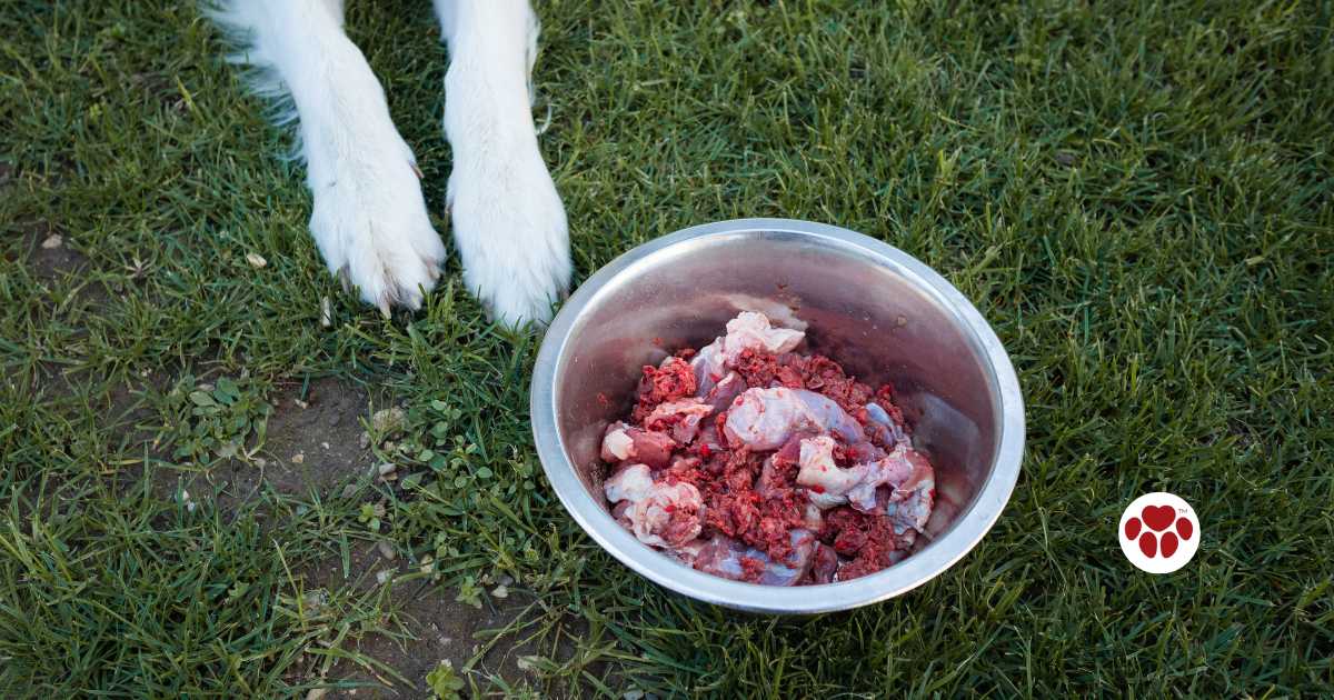 Benefits of dogs eating beef organs