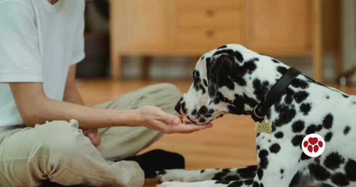 Best calming treats for dogs