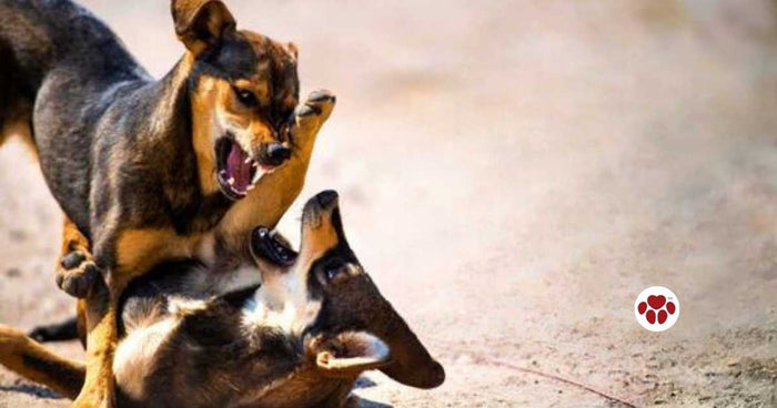 Best CBD oil for anxiety in dogs