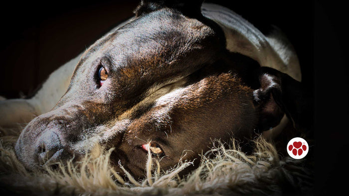 Best CBD oil for dogs' digestive health