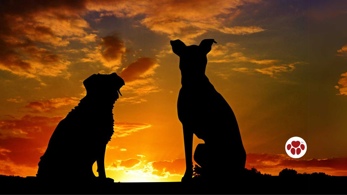 Best CBD oil for dogs with cancer