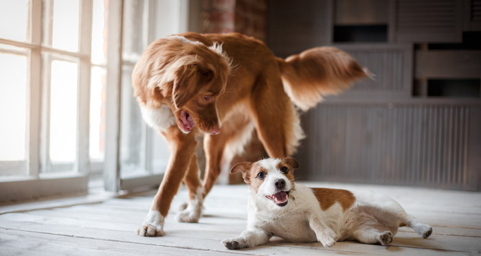 Best cbd oil for dogs