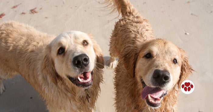 Best CBD Oil For Hyper Dogs