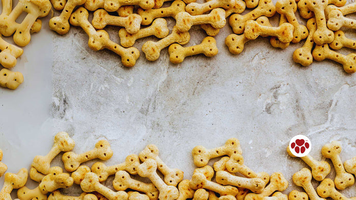 Best CBD treats for dogs