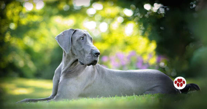 Best food for Great Danes