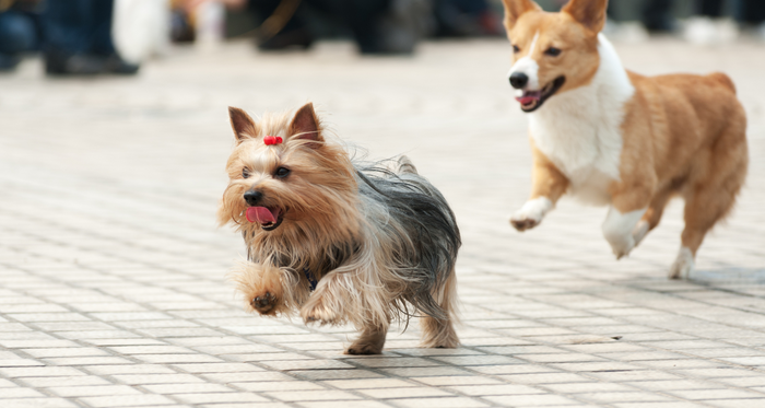 Best hip and joint supplement for dogs