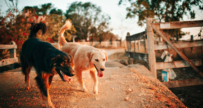 Best joint supplement for dogs