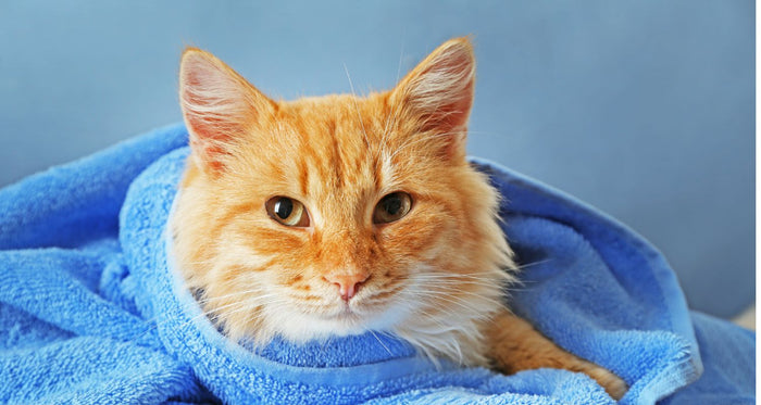 Gentle, Effective, and Safe Choices