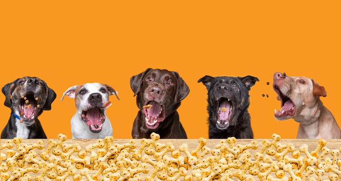 Best Treats for Dogs