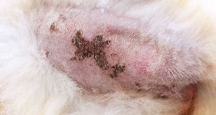 Black spots on dog skin